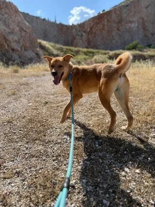 Άkis (Άκης), male young Mixed Breed for adoption at Dogs Voice, Athens