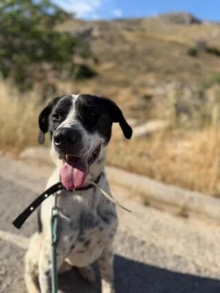 Miltos (Μίλτος), male young Mixed Breed for adoption at Dogs Voice, Athens