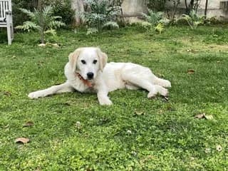 LEO, male puppy Mixed Breed for adoption at Dogs Voice, Athens