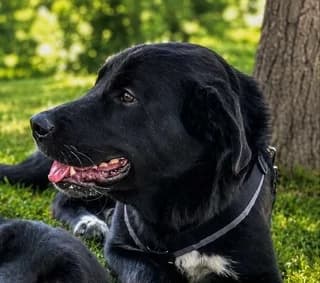 Osprey, male puppy Mixed Breed for adoption at Dogs Voice, Athens