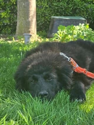 NALA, female puppy Mixed Breed for adoption at Dogs Voice, Athens