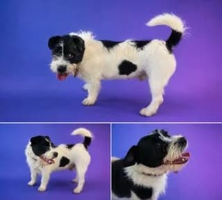Pamplo (Πάμπλο), male 3yo Mixed Breed for adoption at Dogs Voice, Athens