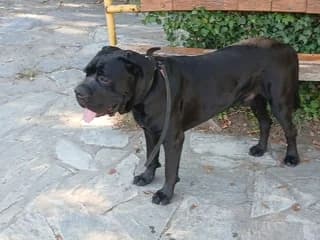 Mortis (Μόρτης), male 3yo Mixed Breed for adoption at Dogs Voice, Athens