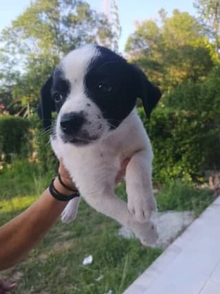 Dimitra (Δήμητρα), female puppy Mixed Breed for adoption at Dogs Voice, Athens