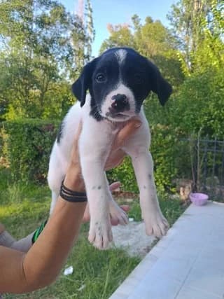 Christina (Χριστίνα), female puppy Mixed Breed for adoption at Dogs Voice, Athens