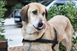 Liza (Λίζα), female 7yo Mixed Breed for adoption at Dogs Voice, Athens