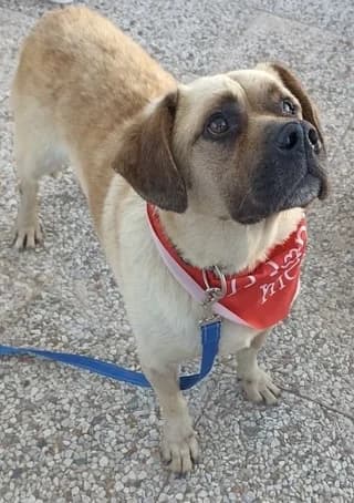 Ermis (Ερμής), male 3yo Mixed Breed for adoption at Dogs Voice, Athens
