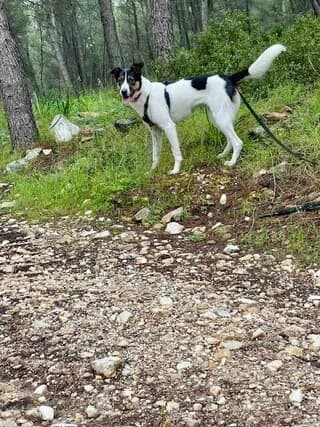 Άria (Άρια), female young Mixed Breed for adoption at Dogs Voice, Athens