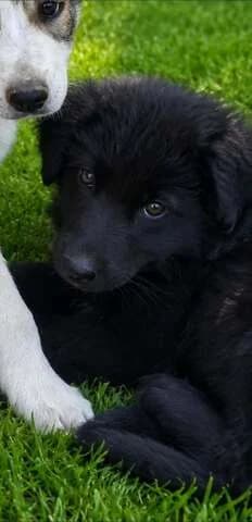 PRADA, 3 minon (PRADA, 3 μηνών), female puppy Mixed Breed for adoption at Dogs Voice, Athens