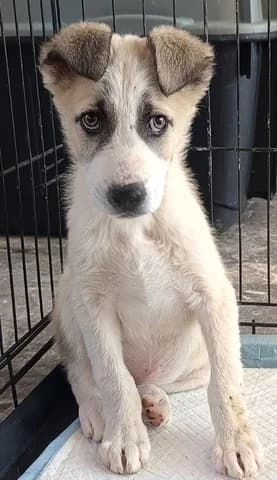 Lord, male puppy Mixed Breed for adoption at Dogs Voice, Athens