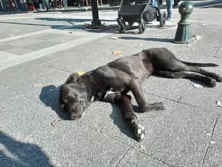 Mayroyla (Μαυρουλα), female 3yo Mixed Breed for adoption at Dogs Voice, Athens
