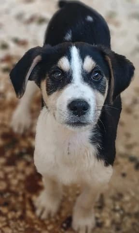 Legolas, male puppy Mixed Breed for adoption at Dogs Voice, Athens