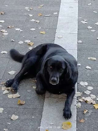 Mayroyla2 (Μαυρουλα2), female 3yo Mixed Breed for adoption at Dogs Voice, Athens