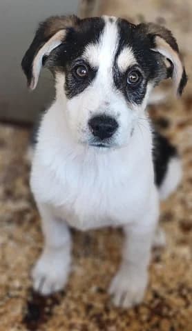 Elrond, male puppy Mixed Breed for adoption at Dogs Voice, Athens