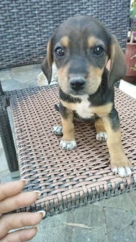 Roxani (Ροξανη), female puppy Mixed Breed for adoption at Dogs Voice, Athens