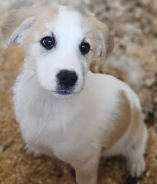 Arwen, female puppy Mixed Breed for adoption at Dogs Voice, Athens