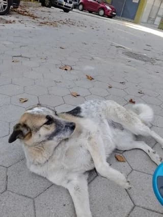 Ermioni (Ερμιονη), female 7yo Mixed Breed for adoption at Dogs Voice, Athens