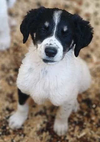 Luthien,  puppy Mixed Breed for adoption at Dogs Voice, Athens