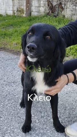 Kleio (Κλειώ), female puppy Mixed Breed for adoption at Dogs Voice, Athens
