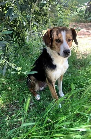 Paylo (Παύλο), male puppy Mixed Breed for adoption at Dogs Voice, Athens