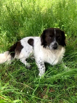 Froixos (Φροιξος), male puppy Mixed Breed for adoption at Dogs Voice, Athens