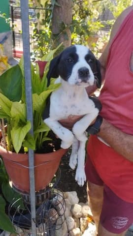 Nala, female puppy Mixed Breed for adoption at Dogs Voice, Athens