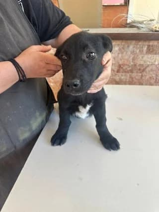 Lara, female puppy Mixed Breed for adoption at Dogs Voice, Athens