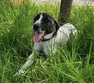 Tsaki (Τσάκι), male puppy Mixed Breed for adoption at Dogs Voice, Athens