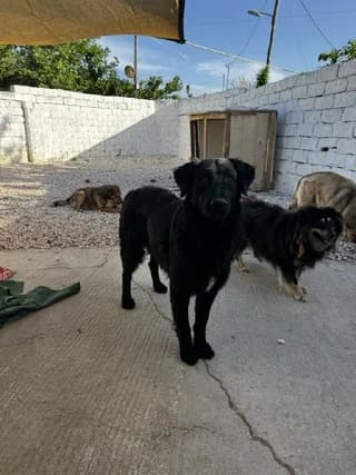 Klaus, male 3yo Mixed Breed for adoption at Dogs Voice, Athens
