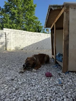 Caroline, female 3yo Mixed Breed for adoption at Dogs Voice, Athens