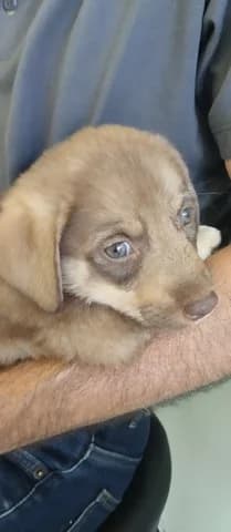 Minnie, female puppy Mixed Breed for adoption at Dogs Voice, Athens