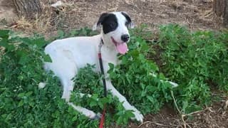 Snoopy, male puppy Mixed Breed for adoption at Dogs Voice, Athens
