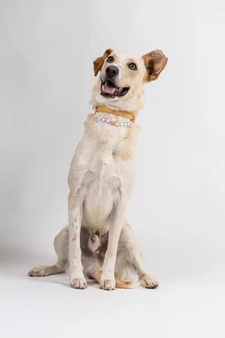 Goyili (Γουίλι), male young Mixed Breed for adoption at Dogs Voice, Athens