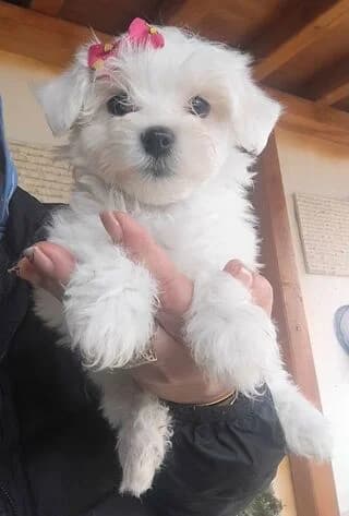 maltezos-ciko (μαλτέζος-ciko),  puppy Mixed Breed for adoption at Dogs Voice, Athens