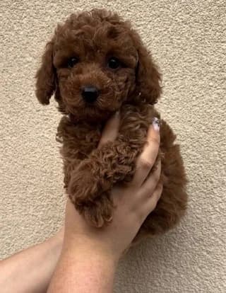 kanis-sukki (κανίς-sukki),  puppy Mixed Breed for adoption at Dogs Voice, Athens