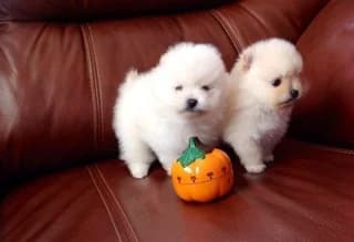 Pomeranian-kala,  puppy Mixed Breed for adoption at Dogs Voice, Athens
