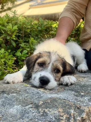 Messi, female puppy Mixed Breed for adoption at Dogs Voice, Athens
