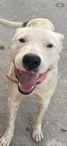 Alex, male young Mixed Breed for adoption at Dogs Voice, Athens