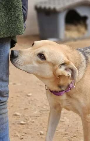 Beilis, female 3yo Mixed Breed for adoption at Dogs Voice, Athens