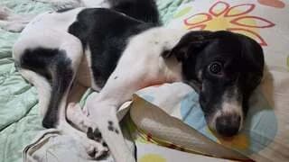 PEPER (ΠΕΠΕΡ), female puppy Mixed Breed for adoption at Dogs Voice, Athens