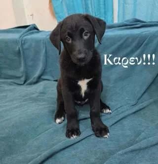 KAREN (ΚΑΡΕΝ), female puppy Mixed Breed for adoption at Dogs Voice, Athens