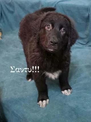 SANTY (ΣΑΝΤΥ), female puppy Mixed Breed for adoption at Dogs Voice, Athens
