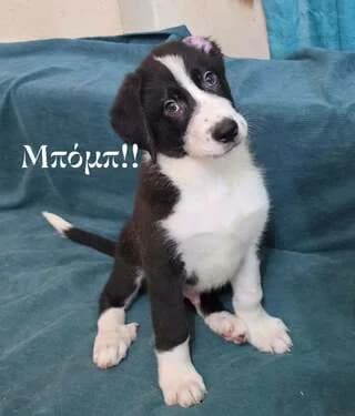 MPOMP (ΜΠΟΜΠ), male puppy Mixed Breed for adoption at Dogs Voice, Athens