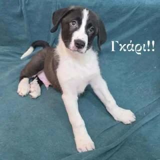 GKARI (ΓΚΑΡΙ), male puppy Mixed Breed for adoption at Dogs Voice, Athens