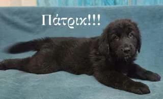 PATRIK (ΠΑΤΡΙΚ), male puppy Mixed Breed for adoption at Dogs Voice, Athens