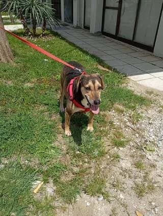 Kyra (Κυρα), female 7yo Mixed Breed for adoption at Dogs Voice, Athens