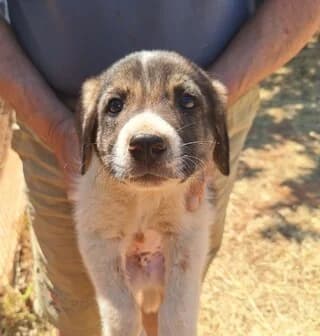 ARIS (ΑΡΗΣ), male puppy Mixed Breed for adoption at Dogs Voice, Athens