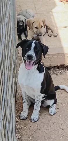 ZINA (ΖΗΝΑ), female puppy Mixed Breed for adoption at Dogs Voice, Athens