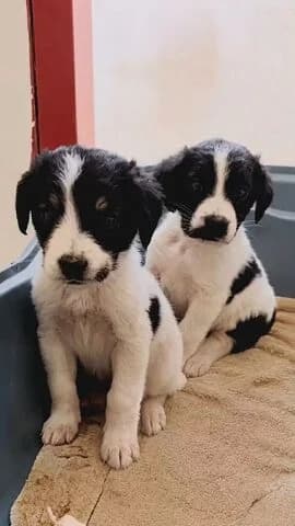 ALMA IOYLIOS (ΑΛΜΑ ΙΟΥΛΙΟΣ), female puppy Mixed Breed for adoption at Dogs Voice, Athens