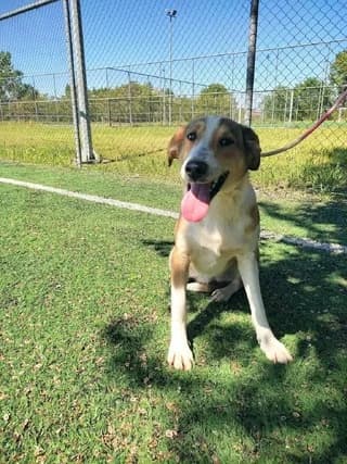 Zizoy (Ζιζού), female puppy Mixed Breed for adoption at Dogs Voice, Athens